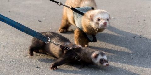 Koliko dugo tvorovi žive kod kuće